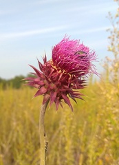 Carduus nutans leiophyllus