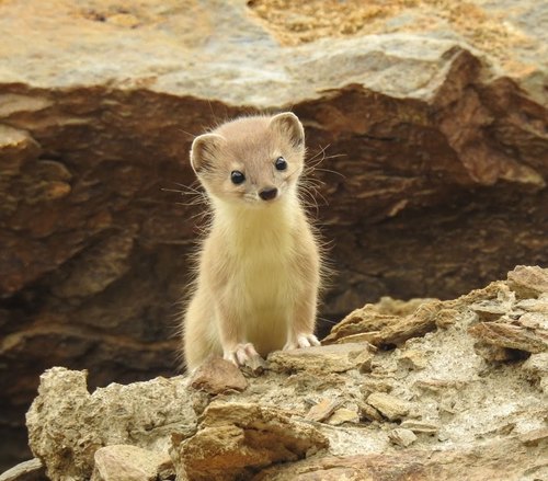 Mountain Weasel