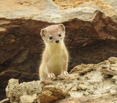 Mountain Weasel photo 2