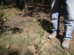 Croptilon hookerianum