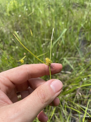 golden sedge (Carex lutea)