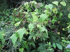 Schizopepon bryoniifolius