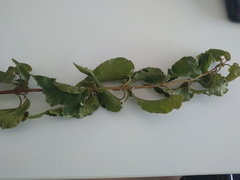 Cistus populifolius