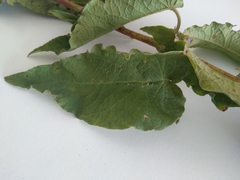 Cistus populifolius