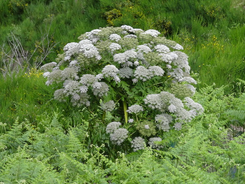 Parsnip palm