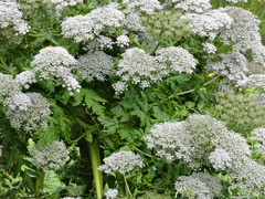 Daucus decipiens image