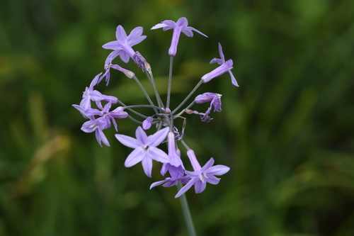 Tulbaghia violacea observed 2025-05-28