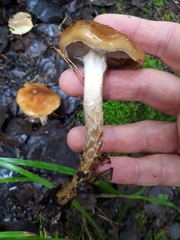 Cortinarius trivialis