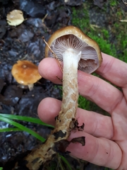 Cortinarius trivialis