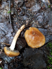 Cortinarius trivialis