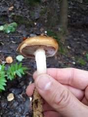 Cortinarius trivialis