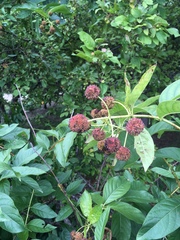 Cephalanthus occidentalis