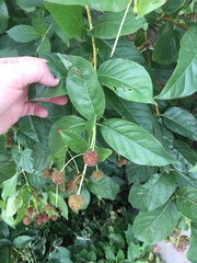 Cephalanthus occidentalis