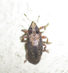 Amphibolocorynus varius