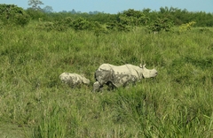 Rhinoceros unicornis
