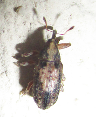 Amphibolocorynus varius