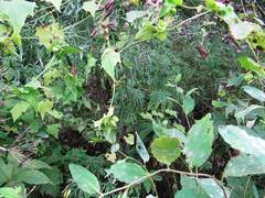 Schizopepon bryoniifolius