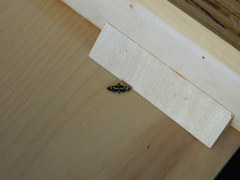 Desmia subdivisalis