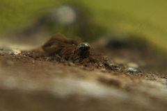 Aspidiphorus orbiculatus