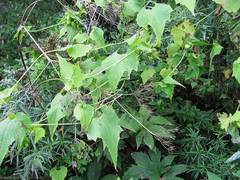 Schizopepon bryoniifolius