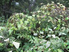 Schizopepon bryoniifolius