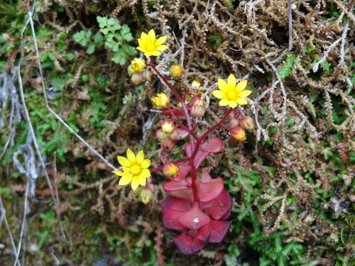 Aichryson divaricatum