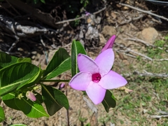 Cryptostegia