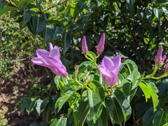 Cryptostegia