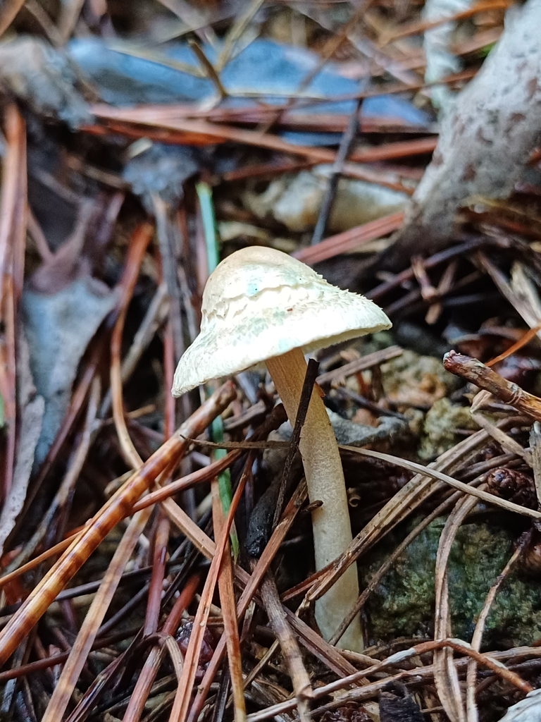 Inocybe sindonia · May 2025 · photo: © steviakiwi23 (iNaturalist, cc0)