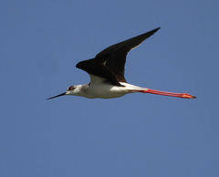 Himantopus himantopus