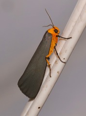 Gnamptonychia ventralis