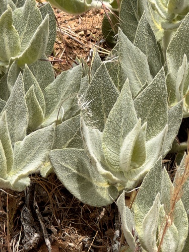 California Milkweed foliage