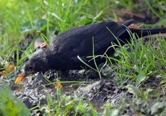 Turdus merula