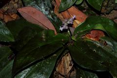 Hedyotis shiuyingiae