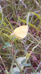 Eurema mandarina