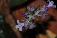 Hedyotis shiuyingiae