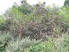 Crataegus maximowiczii