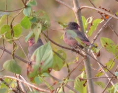 Lagonosticta rufopicta