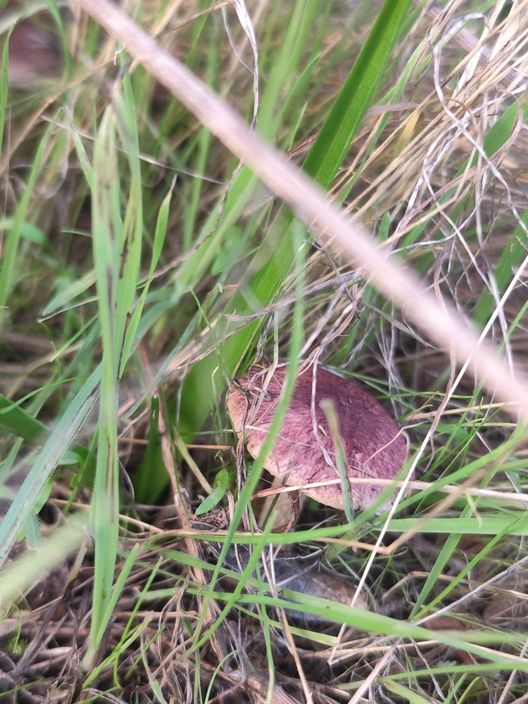 Agaricus purpurellus