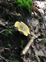 Tricholoma