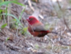 Lagonosticta senegala