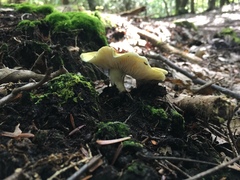 Tricholoma
