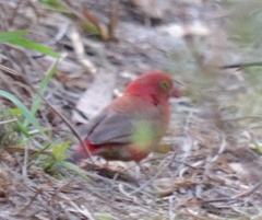 Lagonosticta senegala