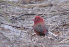 Lagonosticta senegala