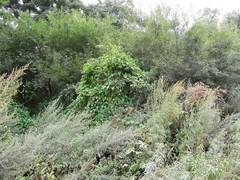 Schizopepon bryoniifolius