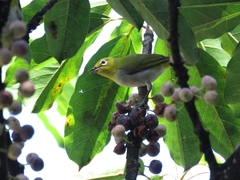 Zosterops simplex simplex