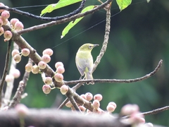 Zosterops simplex simplex