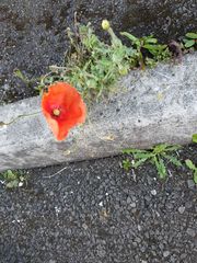 Papaver rhoeas