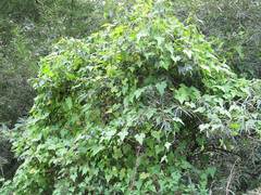 Schizopepon bryoniifolius