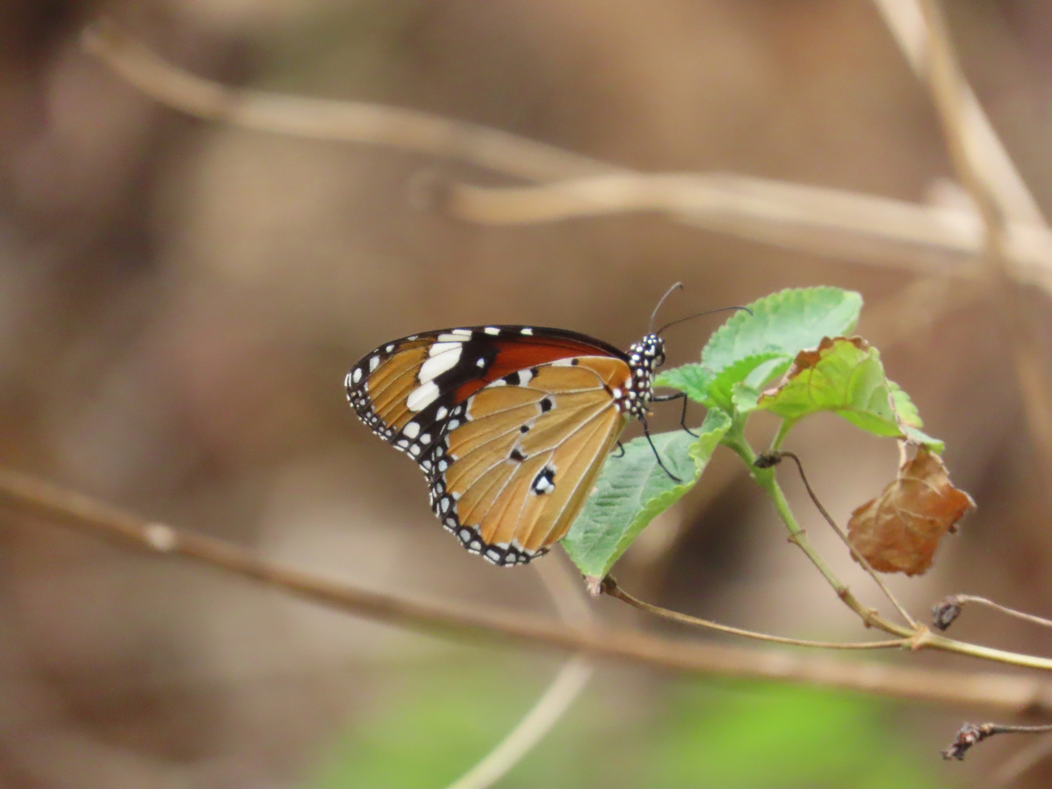 Plain Tiger